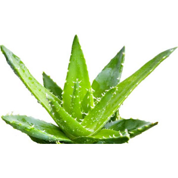 Dr.Bassleer Biofish Food aloe vera XL 68gr 1.5mm pour les poissons de 9 à 12cm
