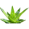Dr.Bassleer Biofish Food aloe vera XL 68gr 1.5mm pour les poissons de 9 à 12cm