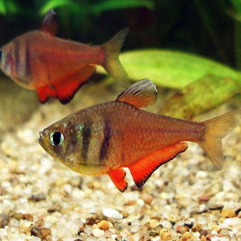 Hyphessobrycon Flammeus - Rode Rio tetra set van 3