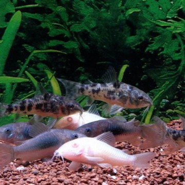 Corydoras geassorteerde per 10