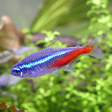 Paracheirodon Innesi (Néons) XL