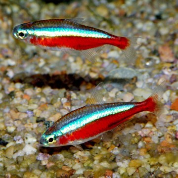 Paracheirodon Axelrodi-Cardinalis maat M per 10