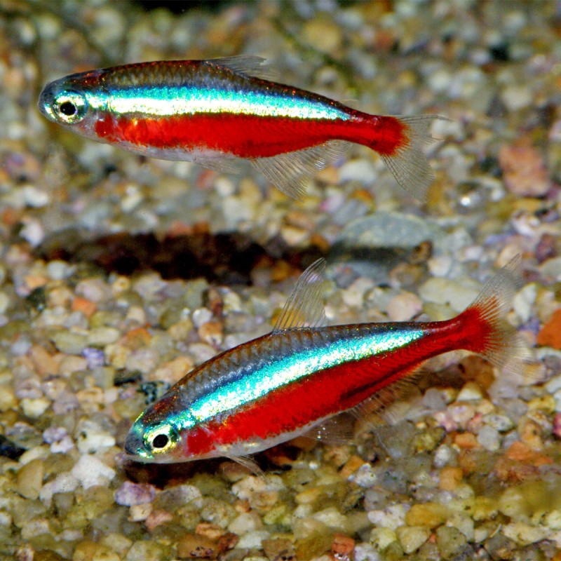 Paracheirodon Axelrodi-Cardinalis taille M per 10