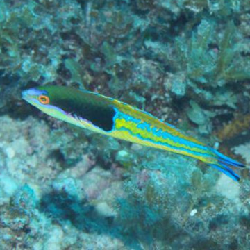 Pseudojuloïdes severnsi mâle 8-10 cm