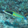 Pseudojuloïdes severnsi mâle 8-10 cm