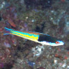 Pseudojuloïdes severnsi mâle 8-10 cm