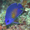 Centropyge Bishpinosus: 2-4 cm  