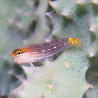 Ecsenius pictus 3-5 cm