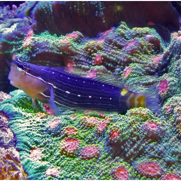 Ecsenius pictus 3-5 cm