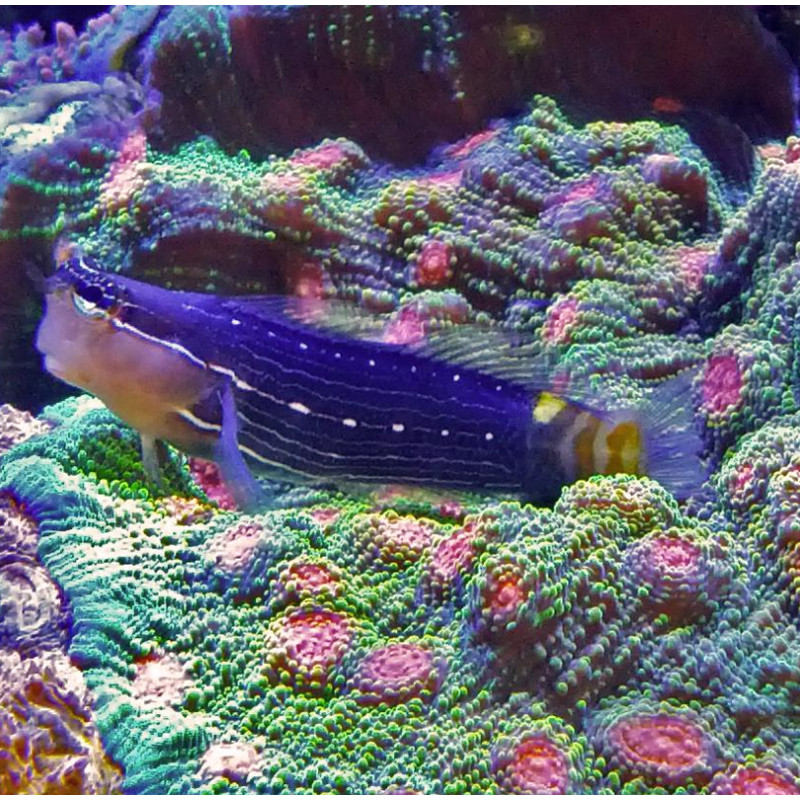 Ecsenius pictus 3-5 cm