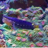 Ecsenius pictus 3-5 cm