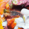 Ecsenius pictus 3-5 cm