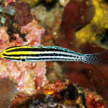 Meiacanthus grammistes : 3 à 6 cm