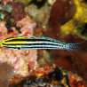 Meiacanthus grammistes : 3 à 6 cm