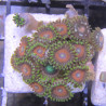 Boutures Zoanthus 12,00 € Poissondor