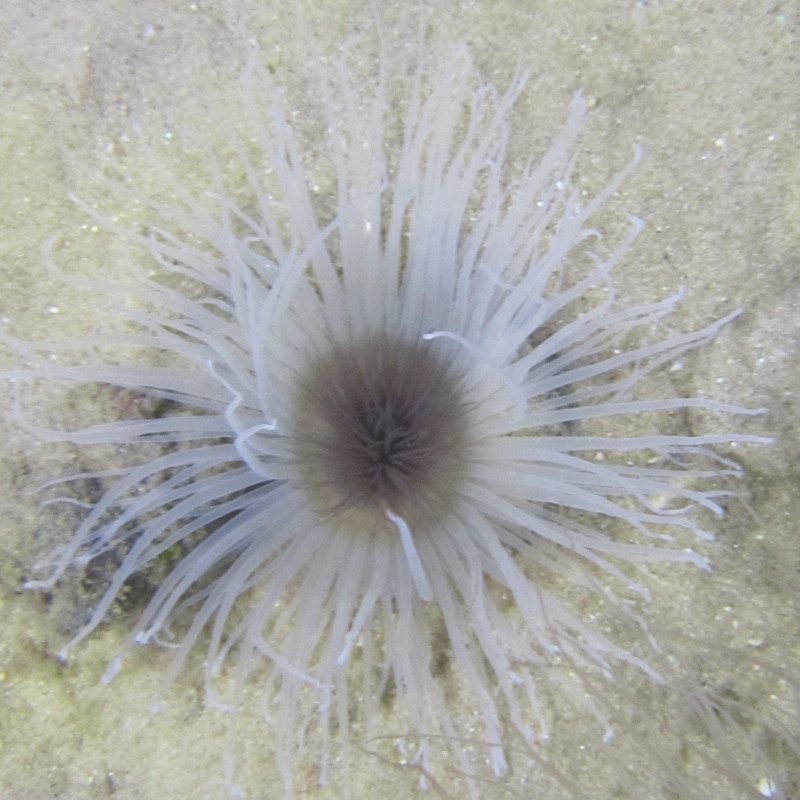 Cerianthe gris-mauve 15 cm