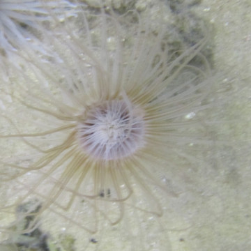 Cerianthe gris-mauve 15 cm