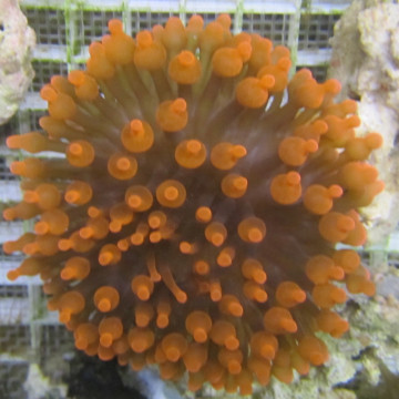 Entacmea quadricolor - anémone à tentacules rondes rouge  (8-10 cm deployée)