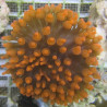 Entacmea quadricolor-anémone à tentacules rondes rouge  (5-8 cm deployée)