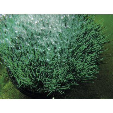 Oase OxyTex 400 aérateur de bassin