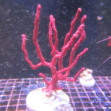 Diodogorgia Nodulifera - Gorgonny, niet-symbiotische rode vinger