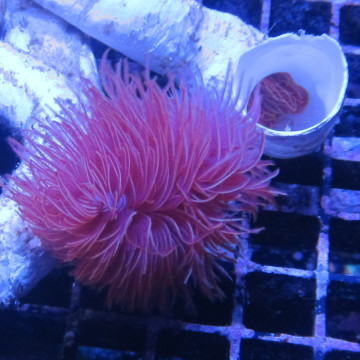 Protula rouge (Spirographe calcaire rouge)