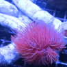 Protula rouge (Spirographe calcaire rouge)