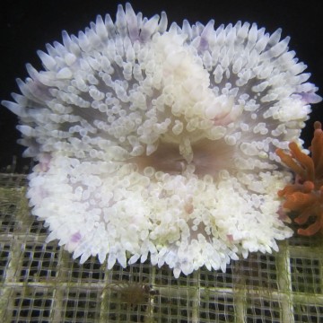 Heteractis crispa - Anémone à longues tentacules blanche 10-15 cm