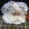 Heteractis crispa - Anémone à longues tentacules blanche 10-15 cm