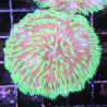 Cycloseris mauve à polypes verts 5 cm