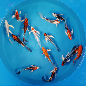 Koi Israël Voilés premium select 15-17cm 24,50 € Poissondor