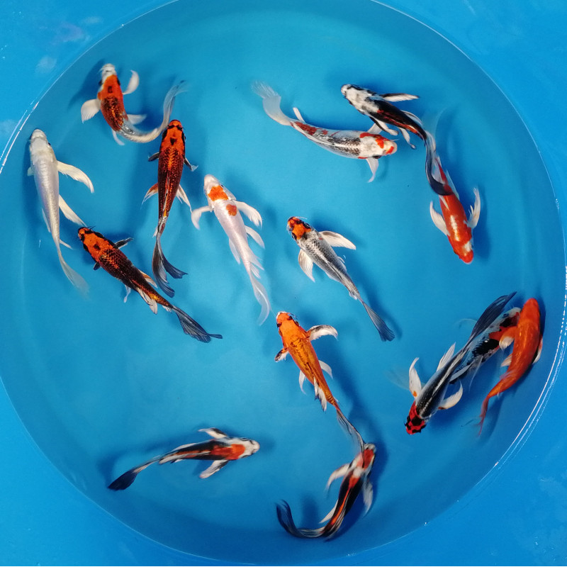Koi Israël Voilés premium select 15-17cm 24,50 € Poissondor