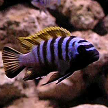 Cynotilapia Zebroides Jalo Reef