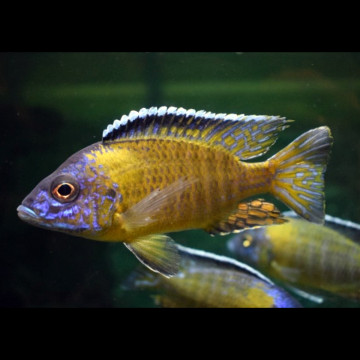 Aulonocara Usisya le couple 9-10cm