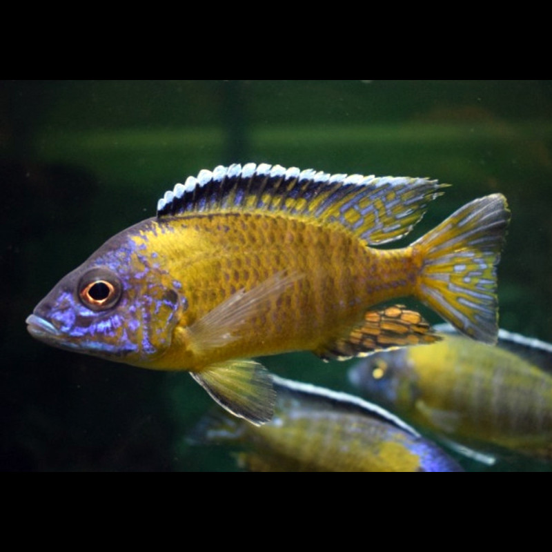 Aulonocara Usisya le couple 9-10cm