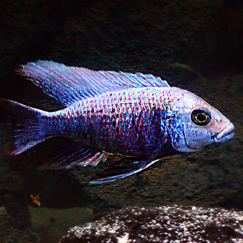 Copadichromis mloto Chitimba 4-5cm