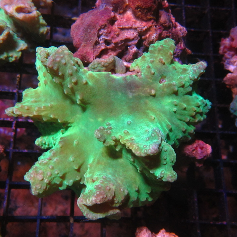 Sinularia dura vert 6-8 cm