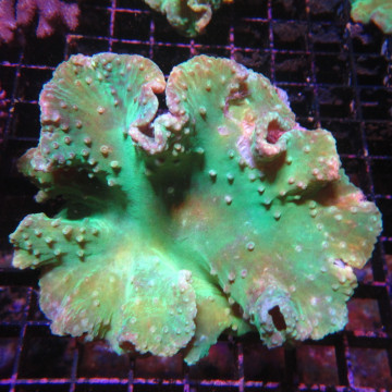 Sinularia dura vert 6-8 cm