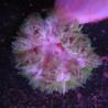 Epicystis crucifer Groen(5 -6 cm) 39,50 € Poissondor