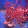 Gorgone Menella (Rouge à polypes blancs)