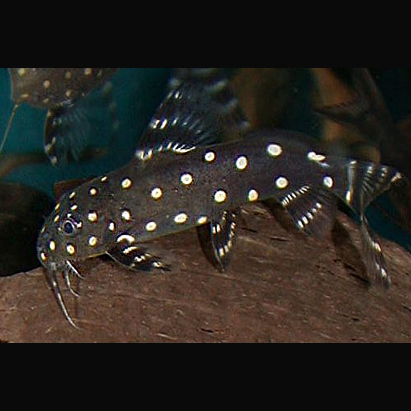 Synodontis Angelicus Synodontis Angelicus