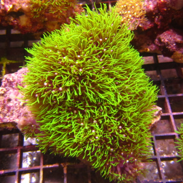 Pachyclavularia violacea vert coeur blanc 7-9 cm