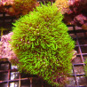 Pachyclavularia violacea vert coeur blanc 7-9 cm