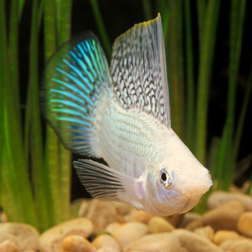 Poecilia Sphenops Molly argentés