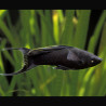 Poecillia Sphenops-Black  Mollys
