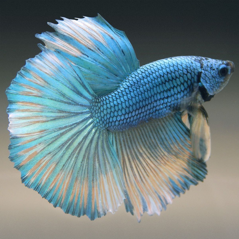 Betta mannelijk Halfmoon groene draak (Kleurpatronen kan variëren)