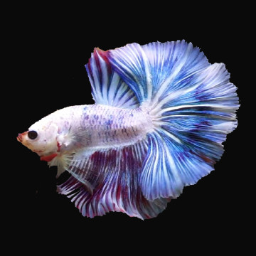 Betta Mannelijk Full moon  (Kleurpatronen kan variëren)