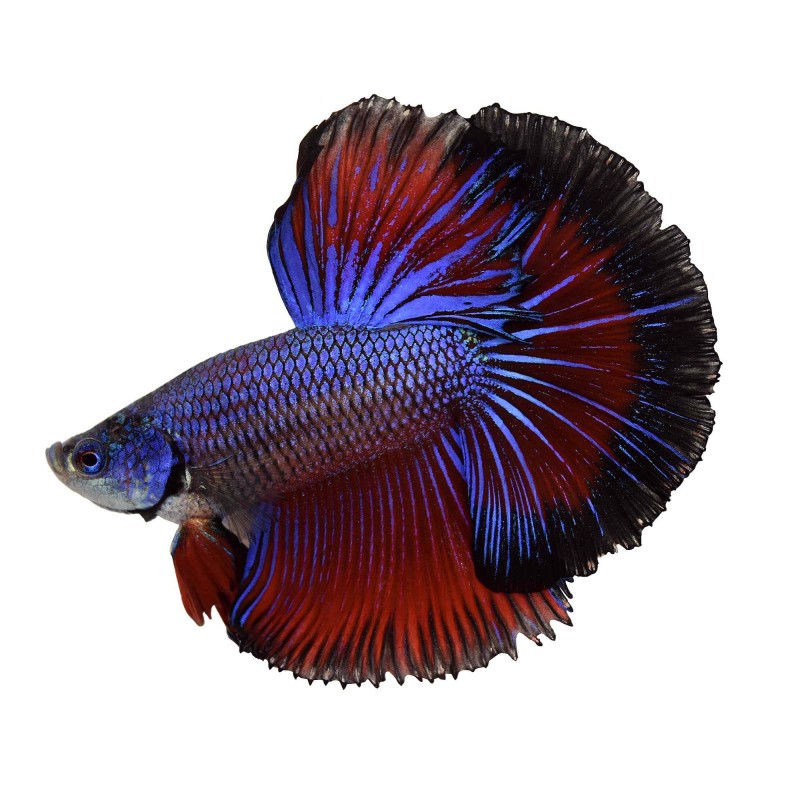 Betta Splendens Male Combattant Half Moon Les Patrons De Coloration Peuvent Varier Poisson D Or Sa