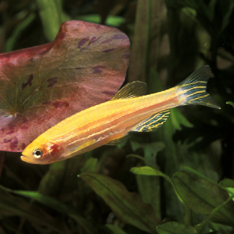Danio Rerio dorée 1-2cm