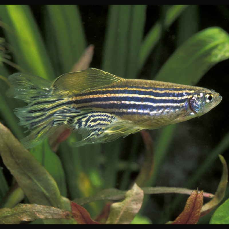 Brachydanio Rerio voilée